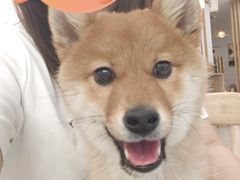 -柴犬小屋·柴餐厅·狗咖食堂(金鼎广场店)