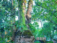 -西双版纳傣族园