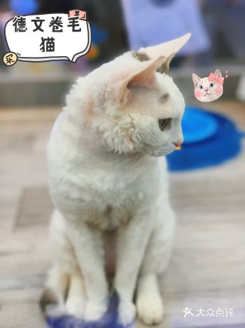 宠物潮玩嗨逛宠物世家开新分店啦