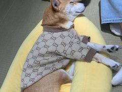 -逗柴咖啡屋·狗咖猫咖宠物桌游