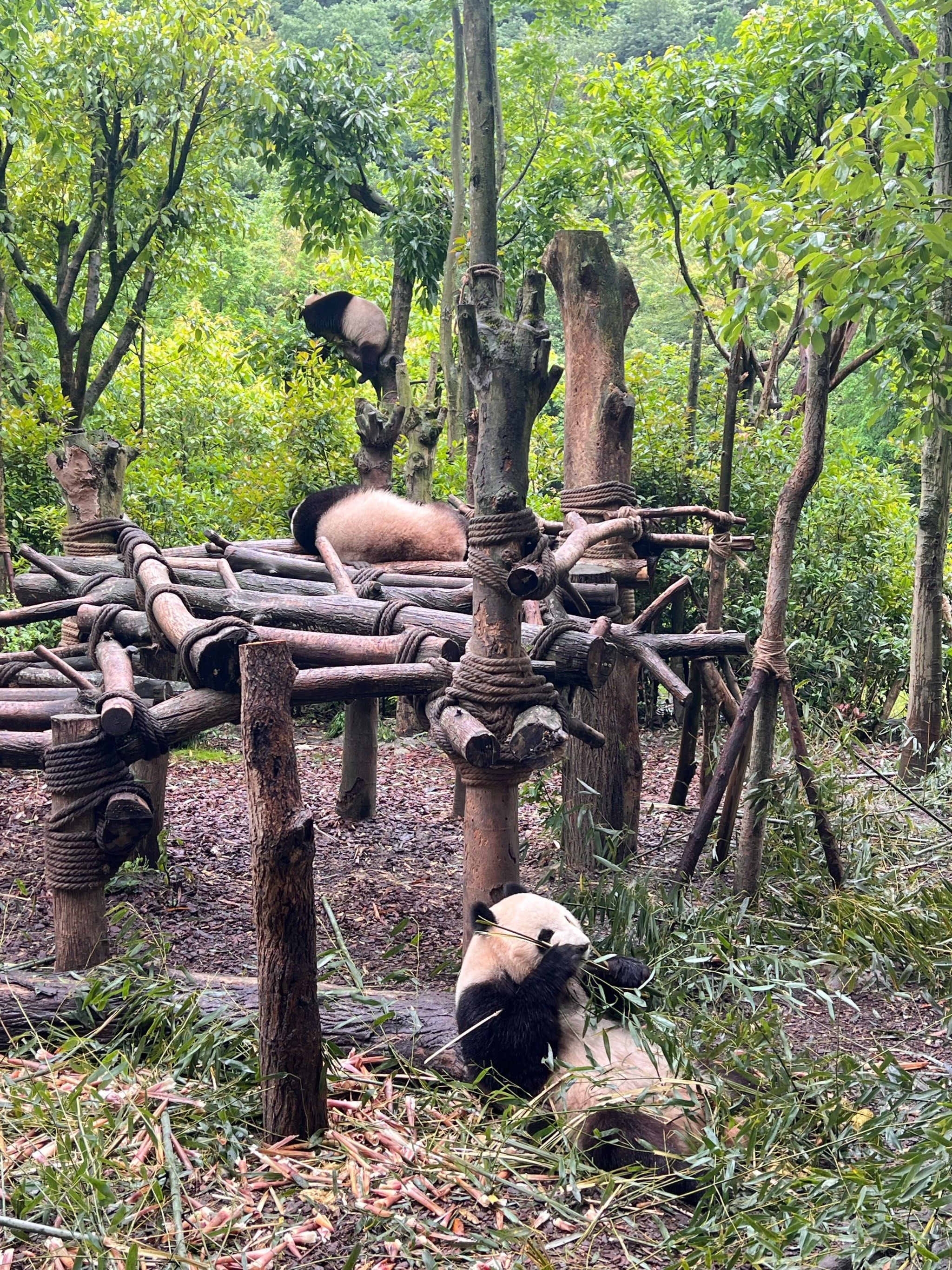 99成都熊猫谷|听劝吧!别去大熊猫基地排队了