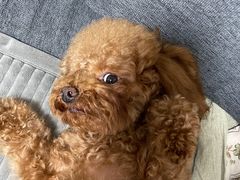 -美联众合动物医院·24h京西诊疗中心
