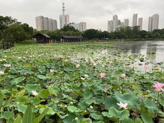 -映月湖公园