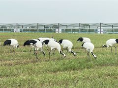 -盐城丹顶鹤湿地生态旅游区