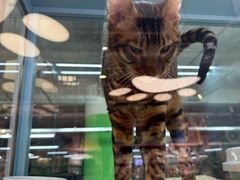 -FAELING PETS美天灵宠物(合生汇店)