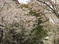 -上海财经大学(国定路校区)