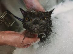 -PETKIT小佩宠物(古北店)