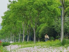 -贡湖湾湿地公园