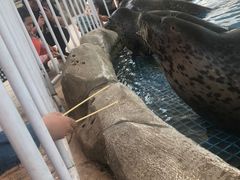 -芜湖新华联大白鲸海洋公园