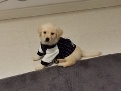 -翊宠yipet猫狗购宠庄园犬舍•猫舍