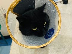 -萌兽医馆·犬猫专科·眼科中心·宠物医院(朝阳门分院)
