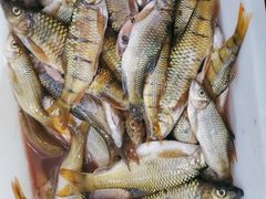 -畲乡一品鱼府土菜馆