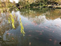 -西湖外事游船(花港观鱼码头)