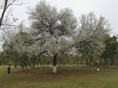 -盘龙城国家考古遗址公园