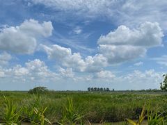-盐城丹顶鹤湿地生态旅游区