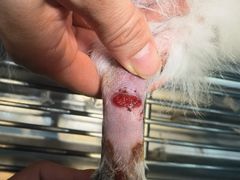 -康旭宠物医院(郑州总院)