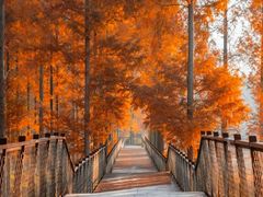 -黄海国家森林公园