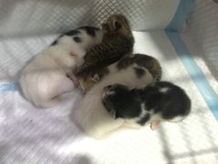 -安安宠医宠物医院·异宠·犬猫内科(岳阳分院)