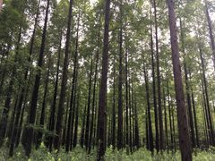 -黄海国家森林公园