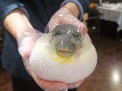 -肆月河豚·新淮扬(金融街店)