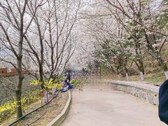 -樱花山风景区