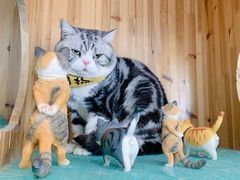-猫在这儿猫咪咖啡馆·撸猫馆
