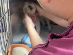 -宠颐生美多格动物医院骨科·影像科新北转诊中心(汉江路店)