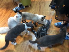 -猫爪屋猫咖(乐汇城店)