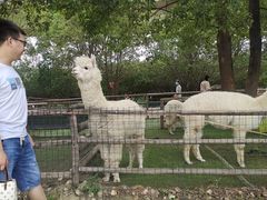 -秀丽东方