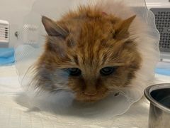 -中农大我爱我爱24h动物医院·中医针灸·猫专科·骨科医疗中心(双井店)