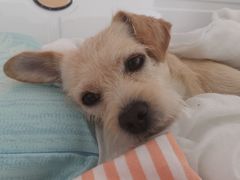 -嘉馨宠物医院·CT影像转诊·心脏科·犬猫全科诊疗中心(下沙大学城院区)