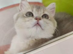 -青奢宠物·青奢猫舍