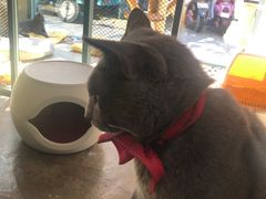 -喵屿·大理花园猫咖