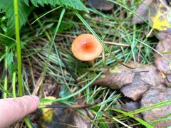 -五营红松林海景区