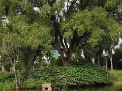 -东坝千亩湖公园