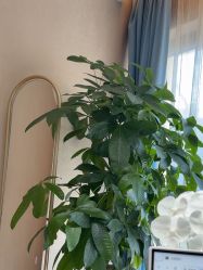 -Yestar杭州艺星医疗美容医院