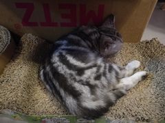 -三花喵·撸猫购宠·宠物生活馆(虹桥南丰城店)