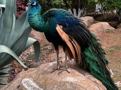 -昆明动物园