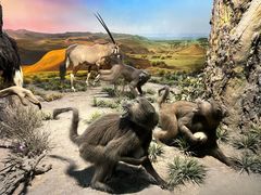 -国家自然博物馆