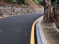 -银湖山郊野公园-相思林