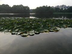 -新江湾城公园