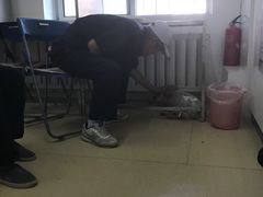 -瑞派宠物医院·内科·软组织·绝育中心(沈阳八纬路分院)
