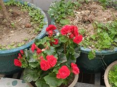 -桂林市花鸟市场