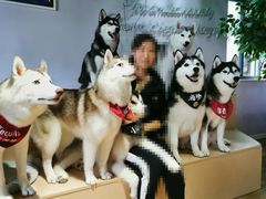 -Husky Go! 哈士奇体验馆·宠物咖啡厅狗咖