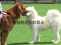 -帕帕拉兹宠物(亚洲旗舰店)