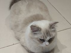 -怪兽屋·羊驼·猫咖·狗咖(俊华广场店)