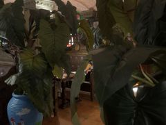 -凯撒城堡西餐厅(颐和国际店)