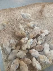 -神奇动物撸宠馆·羊驼·小浣熊·异宠(豫园店)