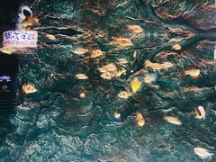 -苏州海洋馆