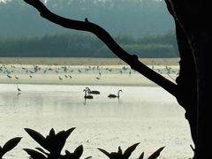 -大湾区中央湿地公园